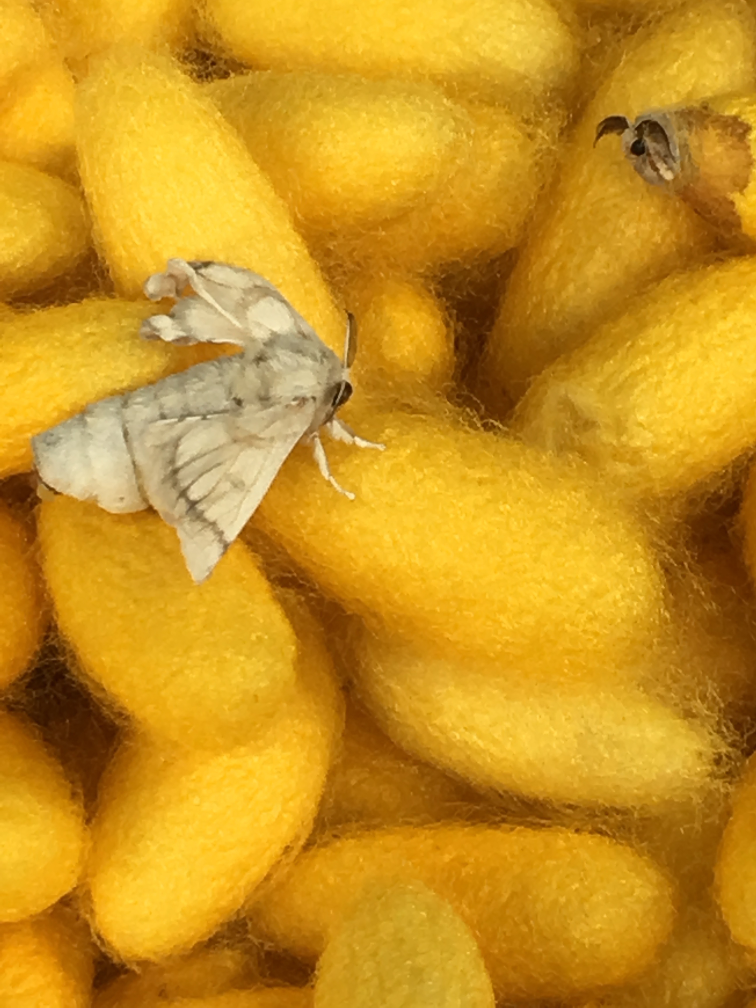 silk moth hatching.jpg