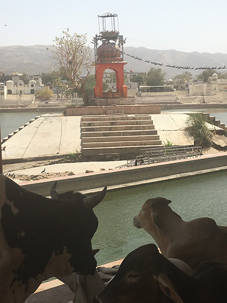cows in puskhar rajasthan